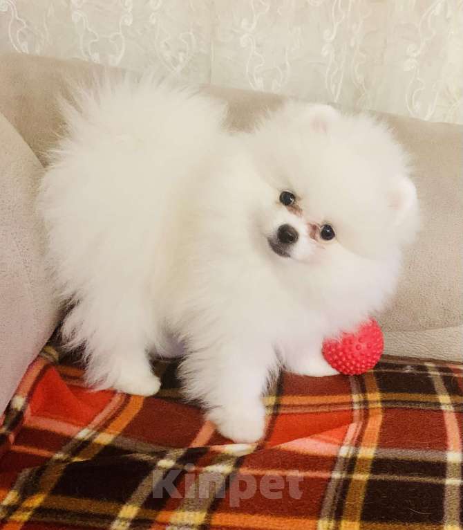 Собаки в Екатеринбурге: Щенки шпица Девочка, 60 000 руб. - фото 2