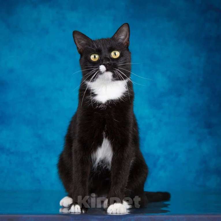 Кошки в Москве: Ищет дом молодая кошечка Мей Девочка, 1 руб. - фото 8