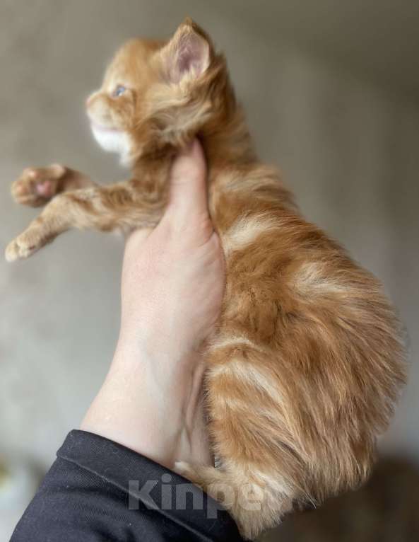 Кошки в Москве: Синеглазое чудо мейн-кунёнок Мальчик, Бесплатно - фото 4