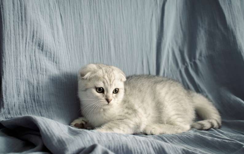 Кошки в Москве: Шотландский вислоухий котенок Мальчик, 17 000 руб. - фото 3