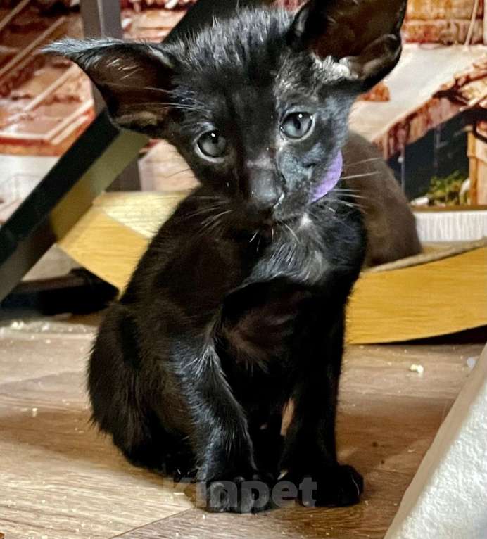 Кошки в Перми: ориентальные котята Мальчик, 70 000 руб. - фото 2