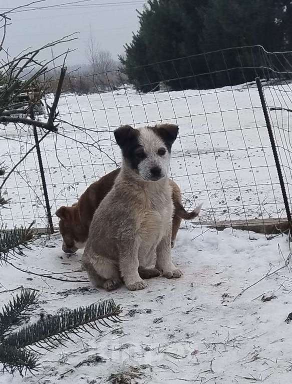 Собаки в других городах Тульской области: Отдам щенят-найдёнышей в добрые руки Мальчик, Бесплатно - фото 2
