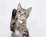 Кошки в Одинцово: Котята Том и Джерри в добрые руки в дар Мальчик, 1 руб. - фото 4