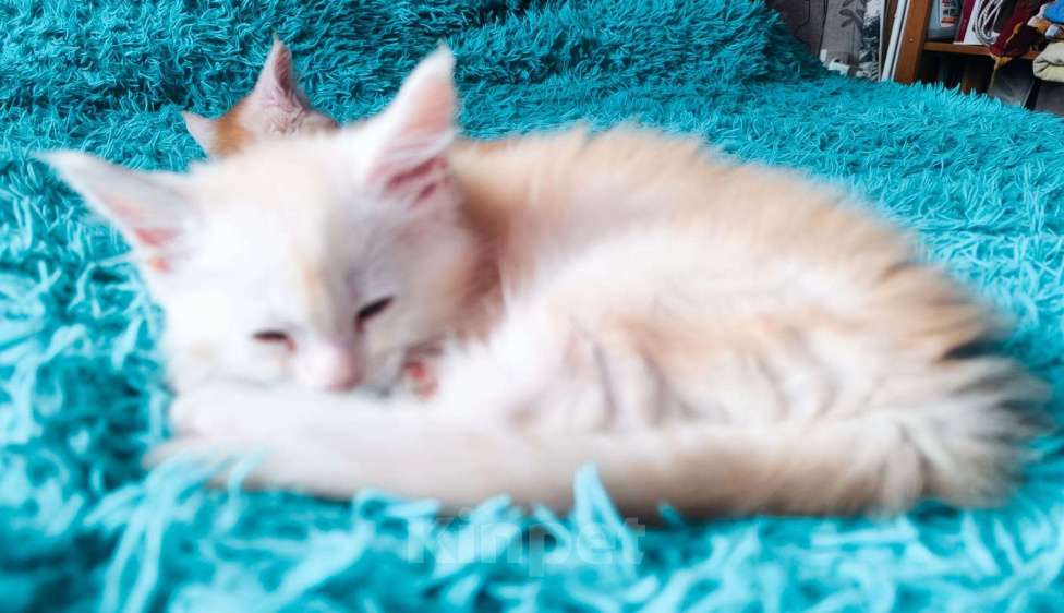 Кошки в других городах Тверской области: Котята Мейкун Мальчик, 17 000 руб. - фото 3