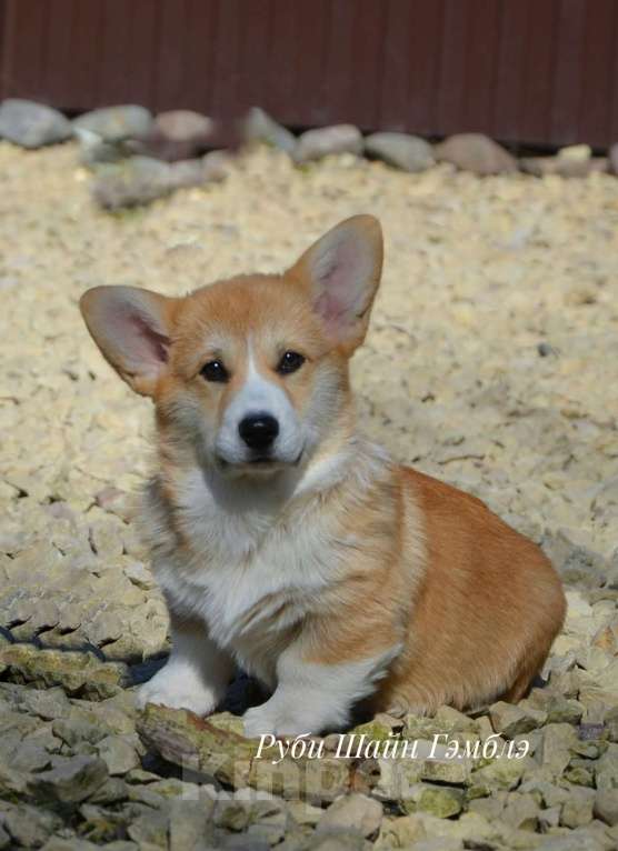 Собаки в Санкт-Петербурге: Мальчик вельш корги пемброк Мальчик, 80 000 руб. - фото 1