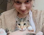 Кошки в Москве: Прелестная Флора в добрые руки Девочка, Бесплатно - фото 4