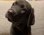 Собаки в других городах Московской области: Продаётся щенок лабрадора Мальчик, 40 000 руб. - фото 2