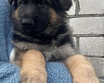 Собаки в Москве: Немецкая овчарка Мальчик, 70 000 руб. - фото 2