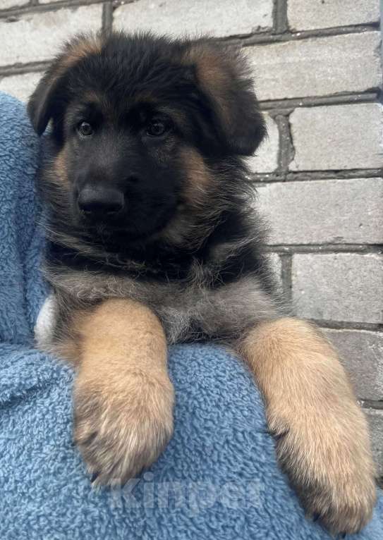 Собаки в Москве: Немецкая овчарка Мальчик, 70 000 руб. - фото 2