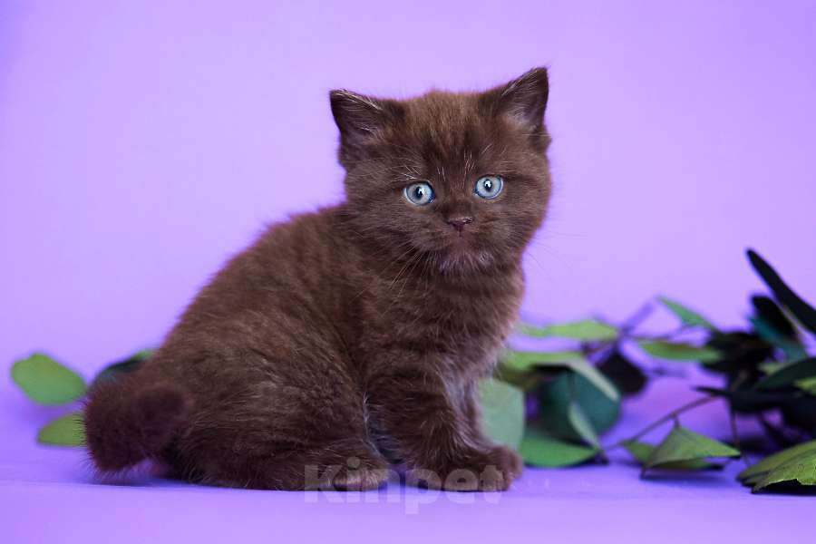 Кошки в Ростове-на-Дону: Шотландские котята  Мальчик, 10 000 руб. - фото 4