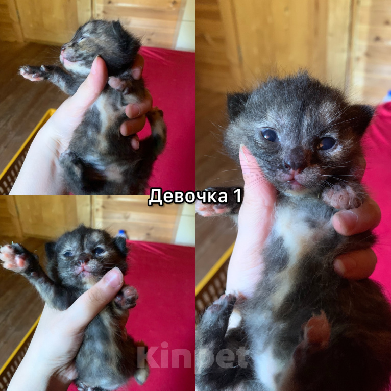 Кошки в других городах Ленинградской области: Булочки с корицей в добрые руки Разнополые, Бесплатно - фото 1