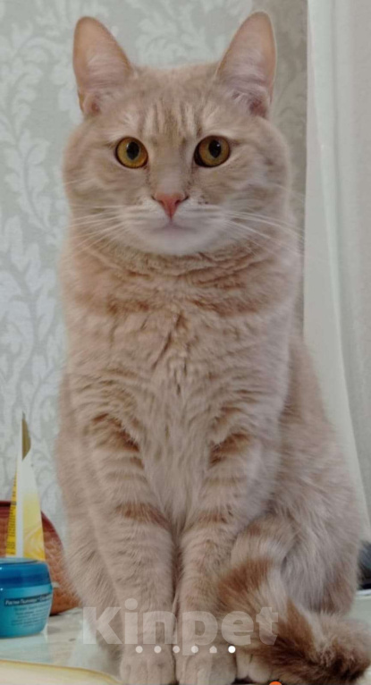 Кошки в Ставрополе: Потерялся член семьи Мальчик, 5 000 руб. - фото 3