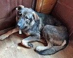 Собаки в Москве: Самый добрый на свете, молодой пес Валька в добрые руки Мальчик, Бесплатно - фото 5