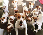 Собаки в Нижнем Новгороде: Джек Рассел терьер щенки, 15 000 руб. - фото 9