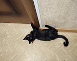 Кошки в Щелково: Отдам котёнка в добрые руки. Чёрный. 4 месяца. Мальчик, 100 руб. - фото 3
