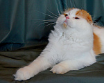 Кошки в Магнитогорске: Шотландский вислоухий котик шоу-класса Мальчик, 25 000 руб. - фото 4