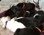Собаки в Белгороде: Щенки лабрадора Мальчик, 20 000 руб. - фото 3