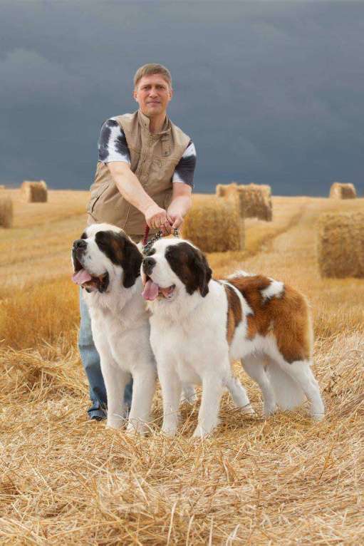 Собаки в Костроме: Щенки СЕНБЕРНАРА (Великан, Компаньон, Няня, Строж) Мальчик, Бесплатно - фото 3