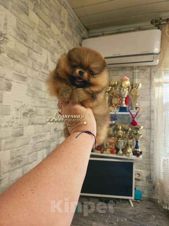 Собаки в Москве: Улыбашка девочка померанского шпица Ркф Девочка, Бесплатно - фото 1