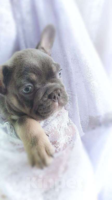 Собаки в Москве: Щенки французского бульдога лилак тан Мальчик, 80 000 руб. - фото 2