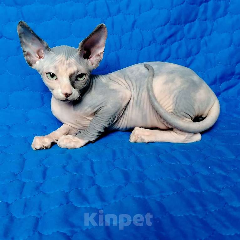 Кошки в Королеве: Грациозная кошечка из питомника Девочка, 60 000 руб. - фото 1