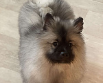 Собаки в Москве: Вольфшпиц КЕЕСХОНД Девочка, 100 000 руб. - фото 7