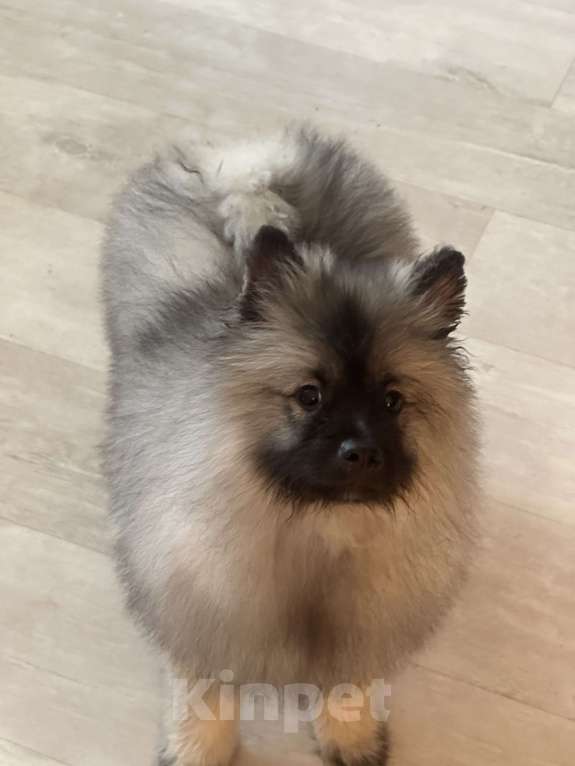 Собаки в Москве: Вольфшпиц КЕЕСХОНД Девочка, 100 000 руб. - фото 7