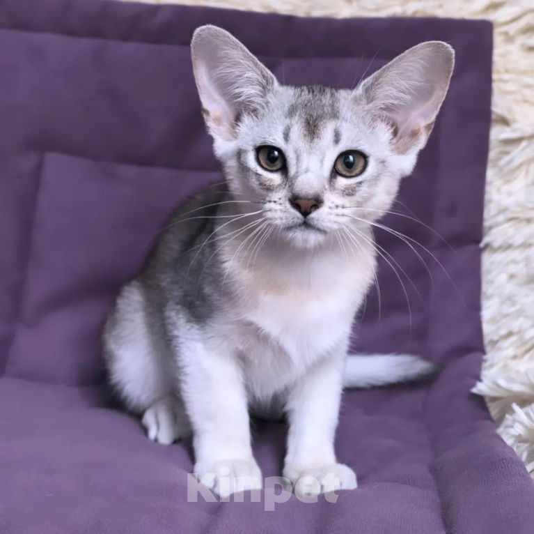 Кошки в Москве: Абиссинский котенок 3 месяца Девочка, 70 000 руб. - фото 2
