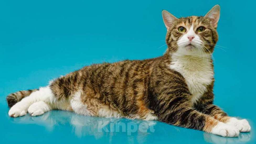 Кошки в Москве: Осиротевшая кошка Маша Девочка, Бесплатно - фото 3