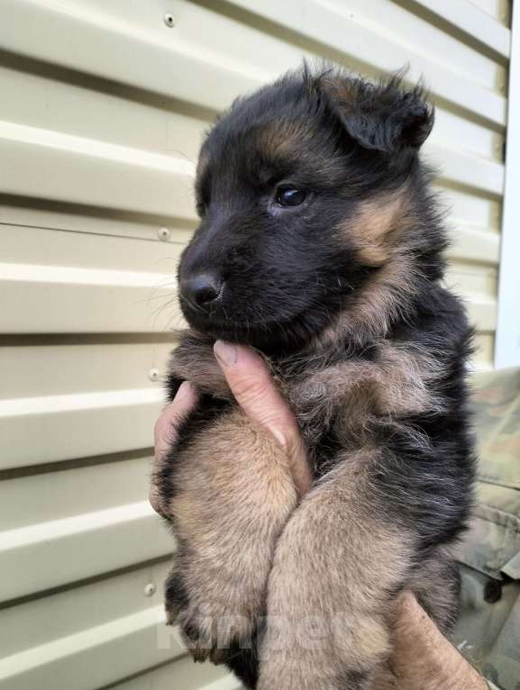 Собаки в других городах Красноярского края: Девочка Айка Девочка, 40 000 руб. - фото 3