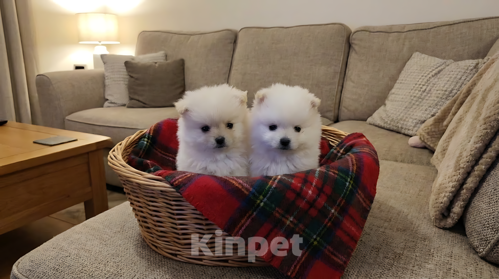 Собаки в Тюмени: Девочка шпиц Девочка, 25 000 руб. - фото 3