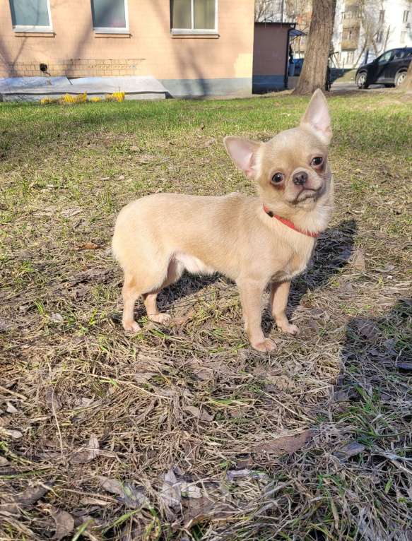 Собаки в Москве: Лиловый Чихуахуа мальчик Мальчик, Бесплатно - фото 2