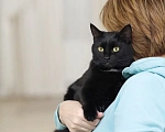 Кошки в Домодедово: Красавица Анфиса ищет дом Девочка, Бесплатно - фото 3