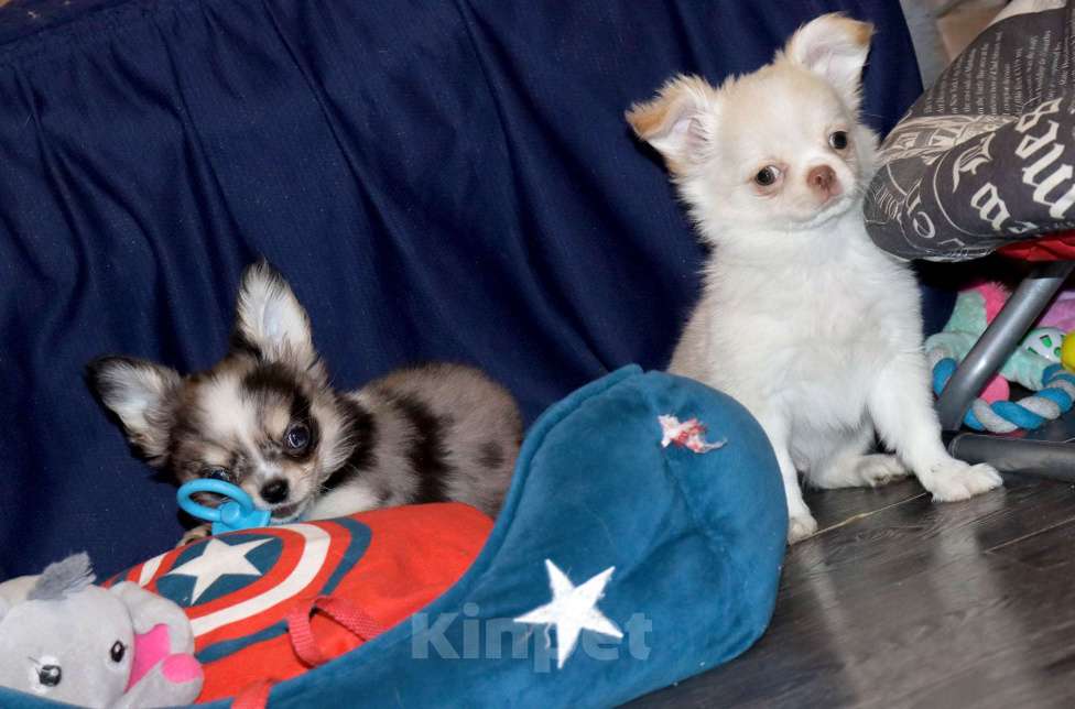 Собаки в Москве: СВЕЛЯЧОК. Щенок чихуахуа . Можно с доставкой Мальчик, 55 000 руб. - фото 4