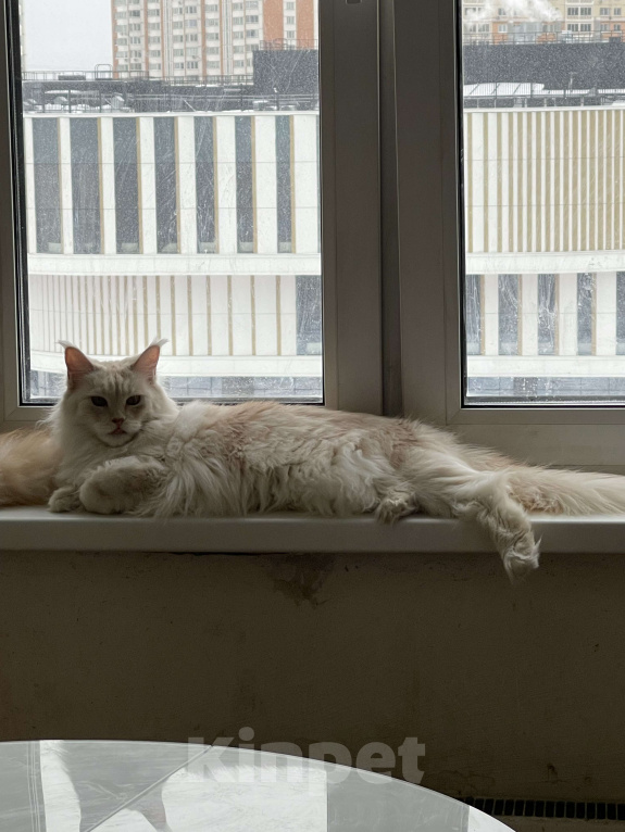 Кошки в Москве: МЕЙН-КУН Девочка, 15 000 руб. - фото 9