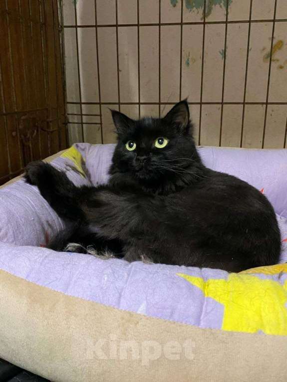 Кошки в Москве: Цицилия Девочка, Бесплатно - фото 4