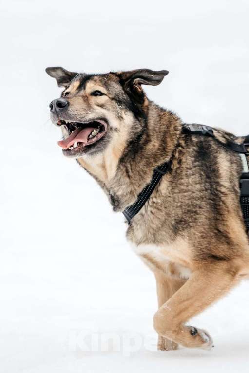 Собаки в Москве: Брутальный Рони в добрые руки Мальчик, Бесплатно - фото 5