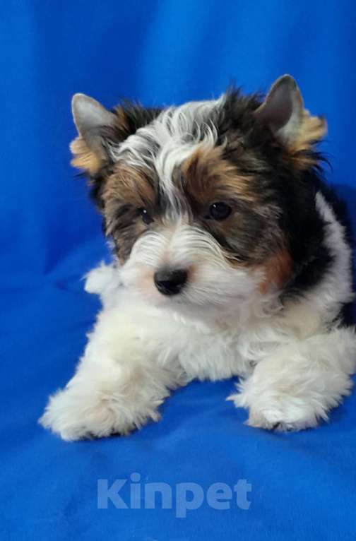 Собаки в Москве: Мальчик среднего формата Мальчик, 40 000 руб. - фото 3