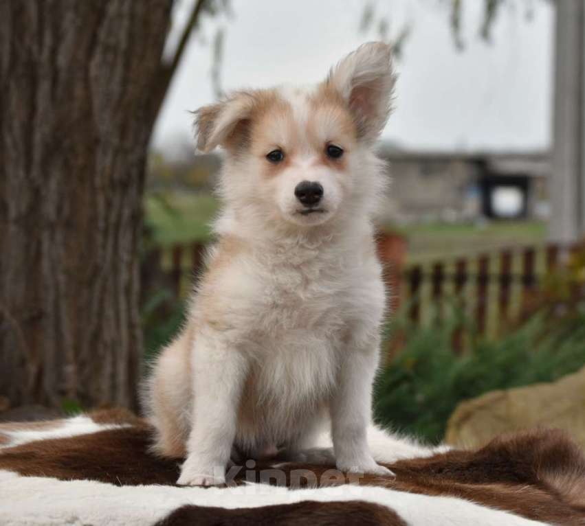 Собаки в Москве: Ненецкая оленегонная лайка, кобель Жгучий перчик.  Мальчик, 60 000 руб. - фото 7