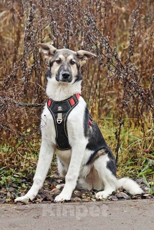 Собаки в Москве: Меня зовут Том и я ищу семью, где буду любим и счастлив Мальчик, 10 руб. - фото 6