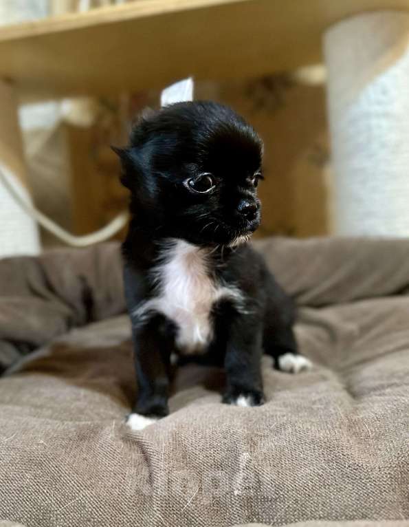 Собаки в Ростове-на-Дону: Мальчики чихуахуа Мальчик, 20 000 руб. - фото 7