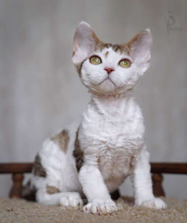 Кошки в Москве: Девон-рекс Мальчик арлекин Мальчик, Бесплатно - фото 4