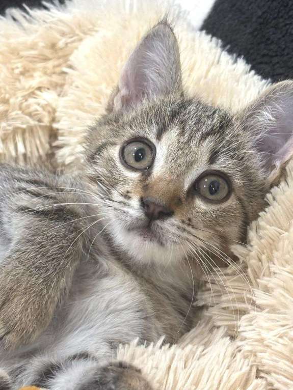 Кошки в Москве: Малыш Микки. Котенок в добрые руки. Мальчик, Бесплатно - фото 4