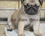 Собаки в Москве: Дар Души Теона Девочка, 50 000 руб. - фото 1
