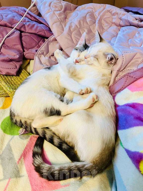 Кошки в Москве: Очаровательный брат с сестричкой в возрасте 4х месяц ищут дом. Мальчик, Бесплатно - фото 10