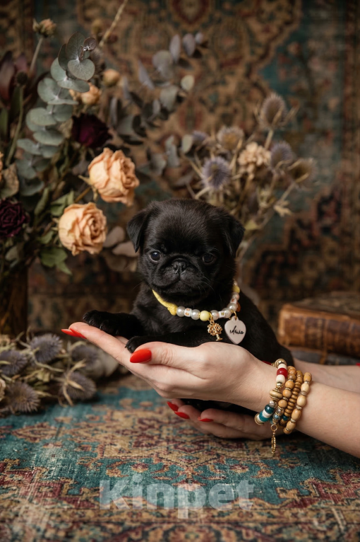 Собаки в Ореховом-Зуево: Очаровательная малышка ищет любящую семью! Девочка, 60 000 руб. - фото 3