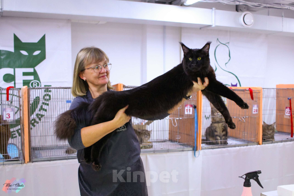 Кошки в Санкт-Петербурге: Вязка Мальчик, Бесплатно - фото 4