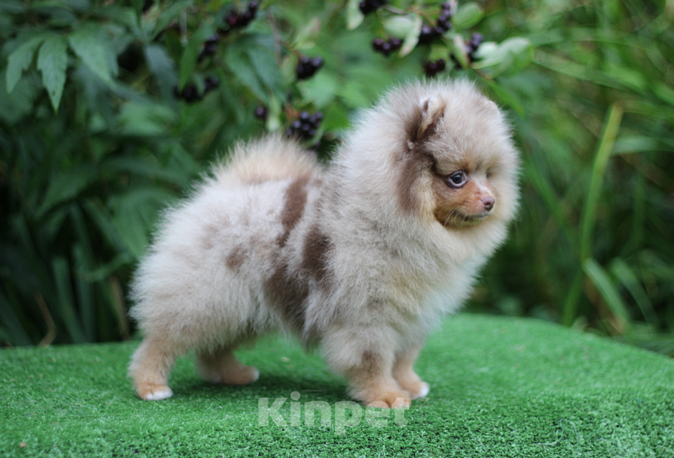 Собаки в Санкт-Петербурге: Щпиц шоко-мрамор  Девочка, 55 000 руб. - фото 3
