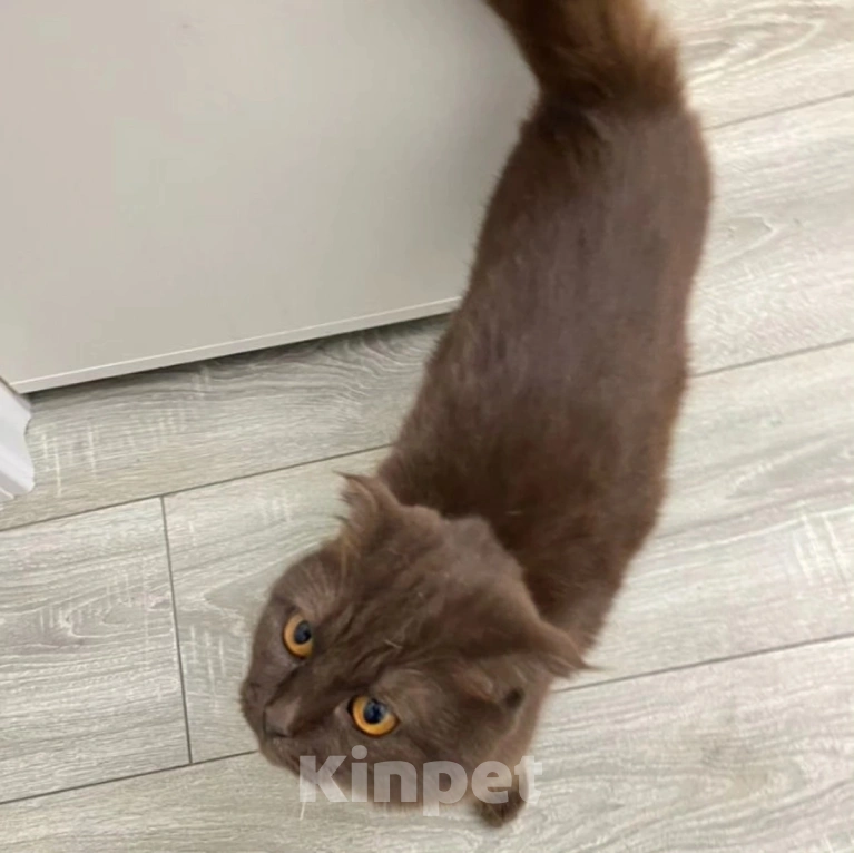 Кошки в Москве: Отстригли усы, чтобы домой не вернулась Девочка, Бесплатно - фото 2