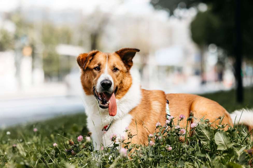 Собаки в Москве: Настоящее солнышко Мальчик, Бесплатно - фото 3